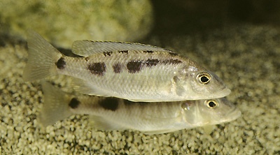 Stigmatochromis sp. 'spilostichus type'